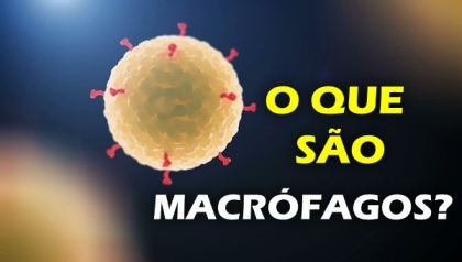 O Que S O Macr Fagos Qual A Fun O Do Macr Fago Buscar Sa De