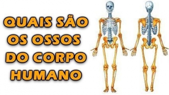 Quantos Ossos Tem O Corpo Humano? - Buscar Saúde