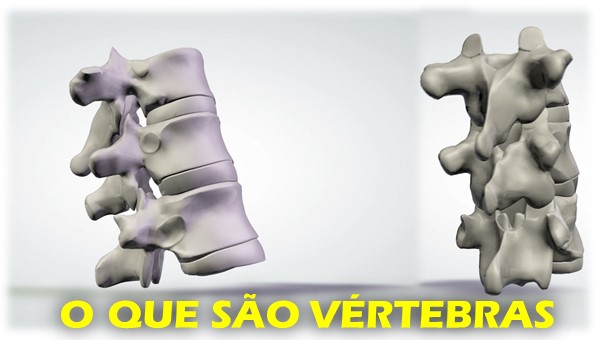 Coluna Vertebral Tem Quantas Vértebras? - Buscar Saúde